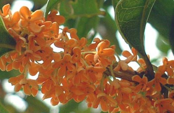 osmanthus