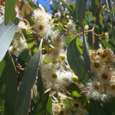 Eucalyptus radiata