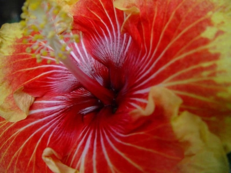 Hibiscus