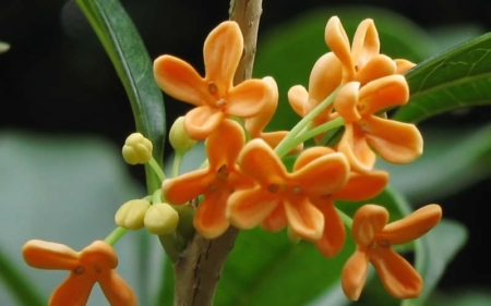 Osmanthus