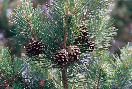 Pinus sylvestris