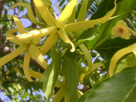 Ylang Ylang