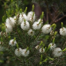 albero del te