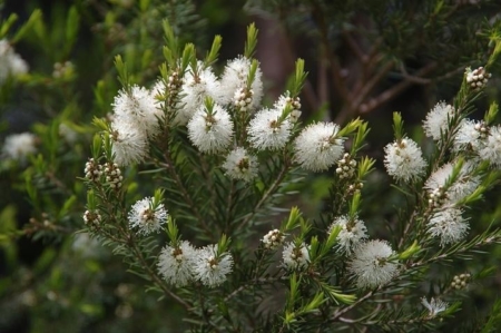 albero del te