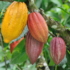 cacao