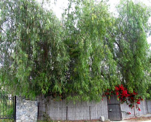 pepper tree