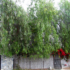 pepper tree