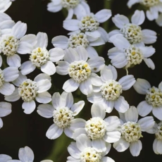 Camomilla selvatica achillea ligustica