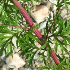 artemisia vulgaris mugwort