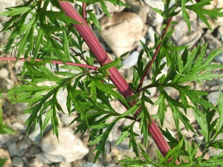 artemisia vulgaris mugwort