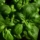 basil