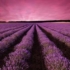 campo lavanda x200