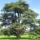 cedro cedrus atlantica 1