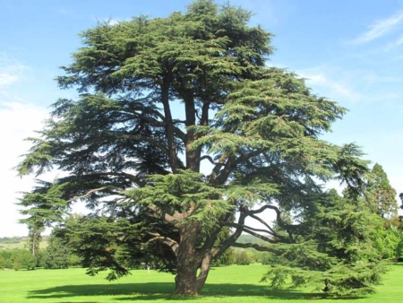 cedro cedrus atlantica 1