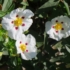 cistus ladanifer