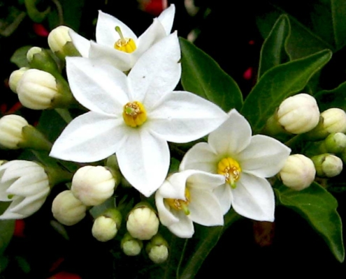 fiori di arancio