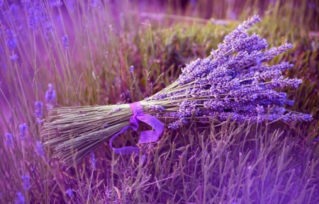 lavanda olio essenziale