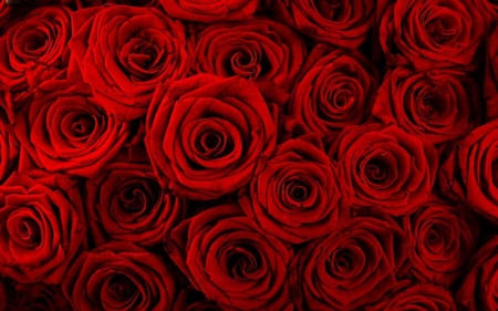 rose rosse