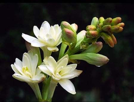 tuberosa 1